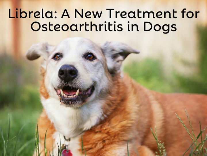 Introducing ‘3 and See’: A New Way to Help Dogs with Joint Pain